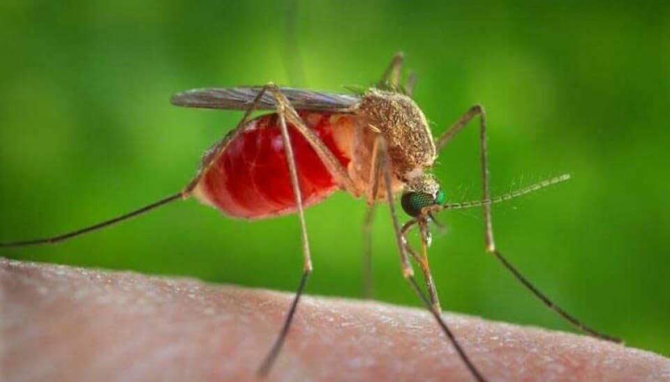 Bernalillo County warns of West Nile virus in local mosquitoes