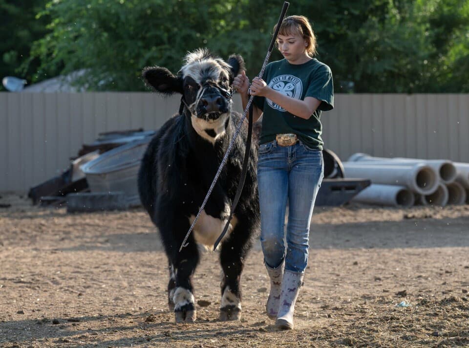 South Valley teen prepares steers for Bernalillo County Fair auction