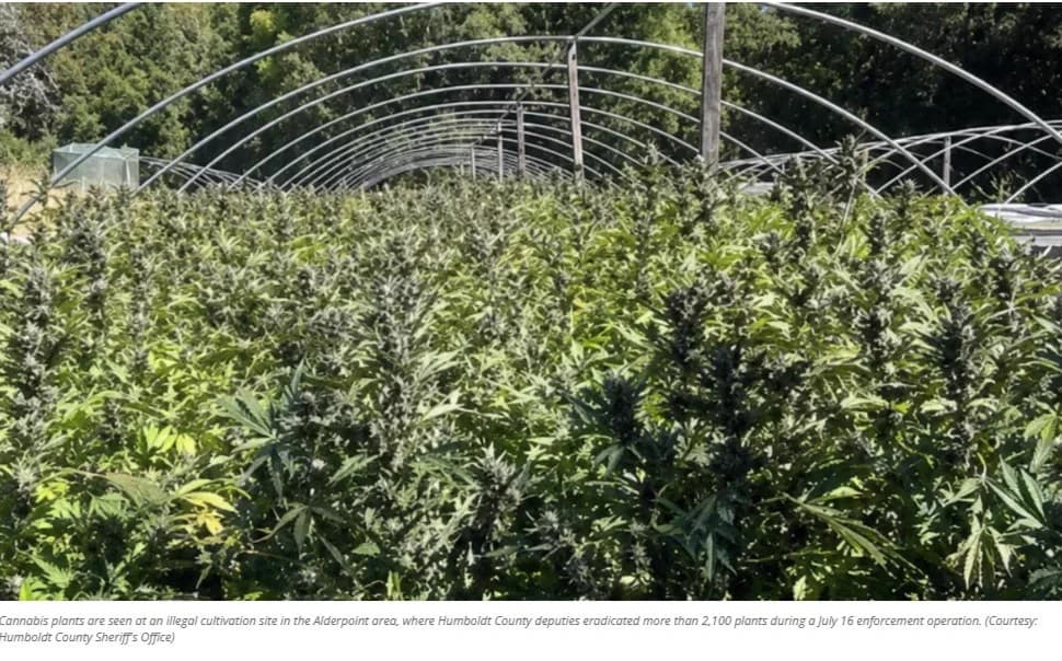 Sheriff's team destroys thousands of cannabis plants in Alderpoint raid