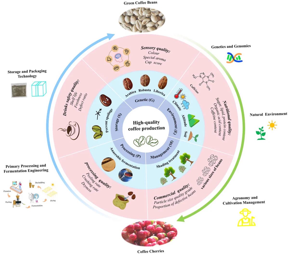 New review maps the factors that shape coffee quality from bean to cup