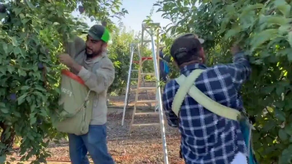 Fresno farmworkers start shifts earlier to beat dangerous heat
