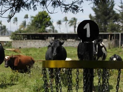 How disc golf takes root in Nairobi, Kenya, and beyond