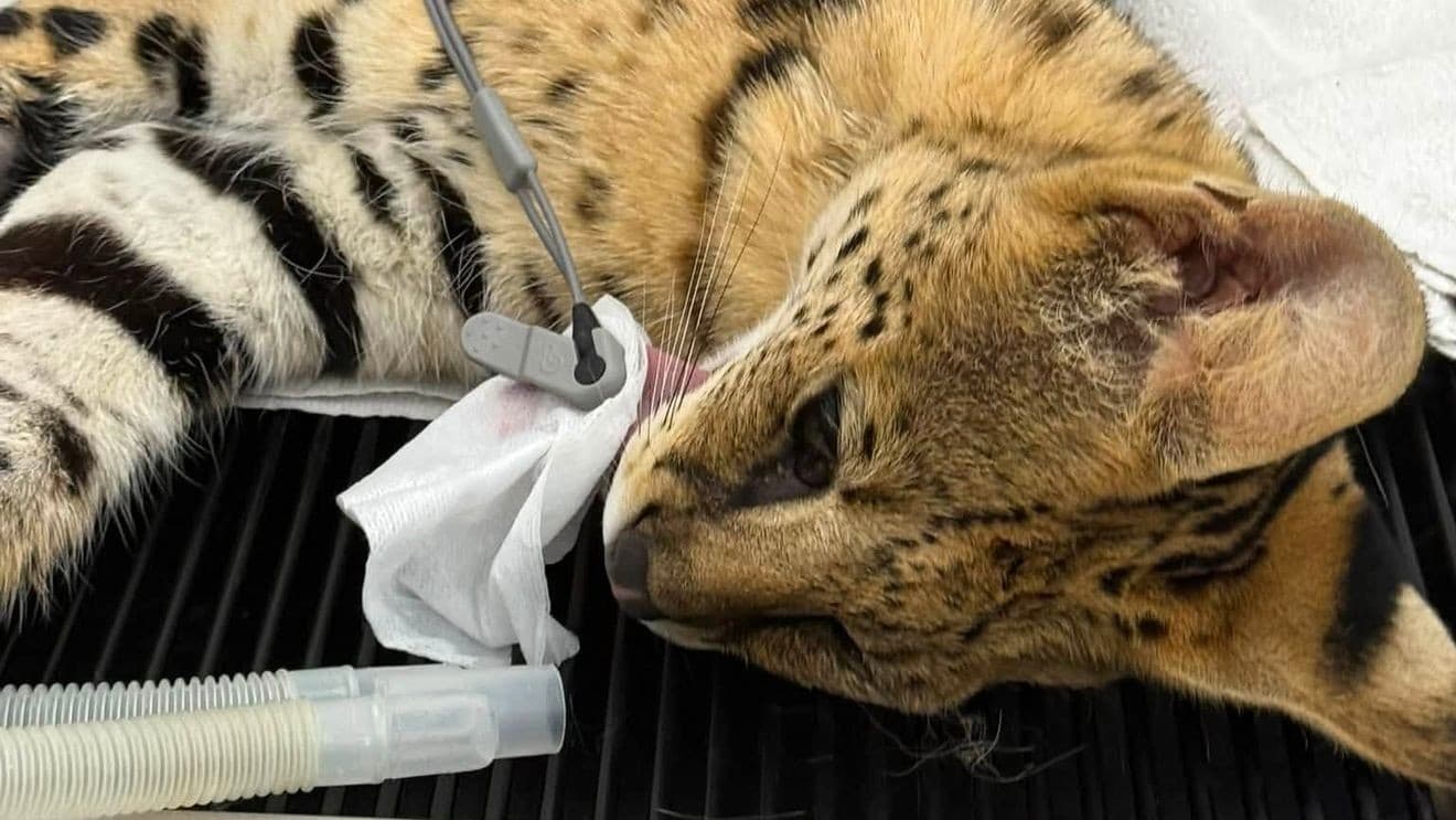 Serval cat recovers after rattlesnake bite at Fresno County sanctuary