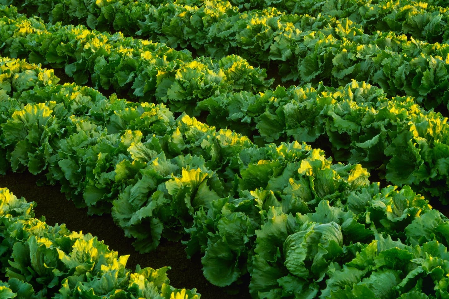 Taylor Farms lettuce outbreak highlights shared supply chain risks for Trader Joe's