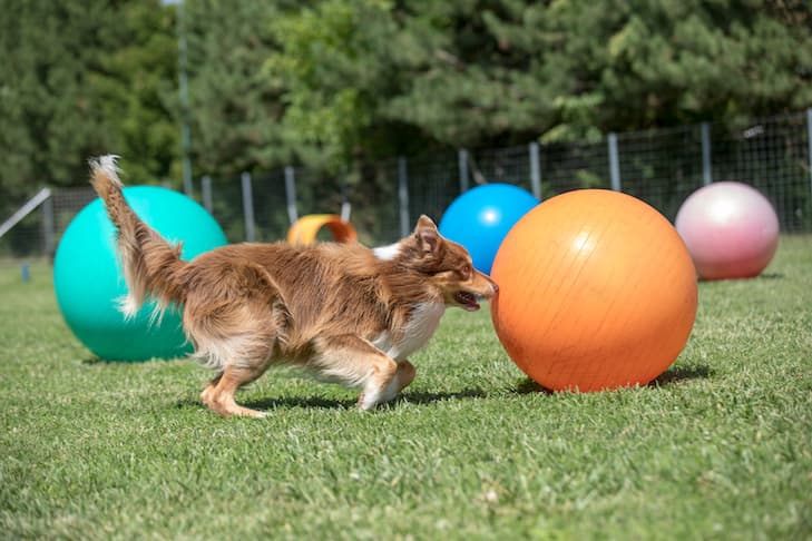 Treibball gives hyperenergetic dogs movement, focus and teamwork