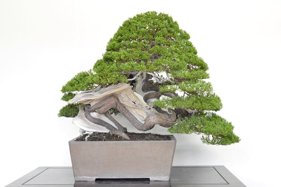 Bonsai deadwood styling turns damage into weathered design language