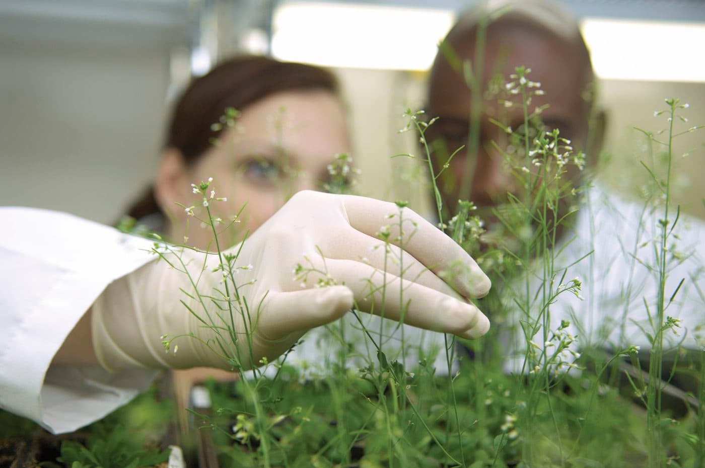 Plant expression platforms could expand affordable biopharma production in Global South