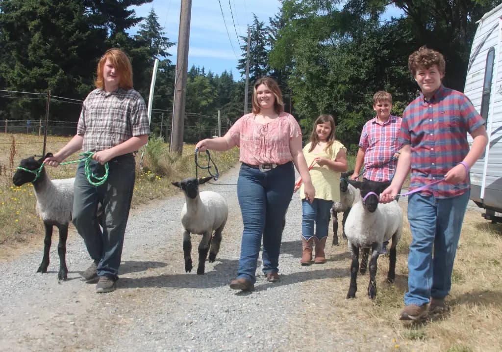 Young exhibitors show months of work at Whidbey Island Fair