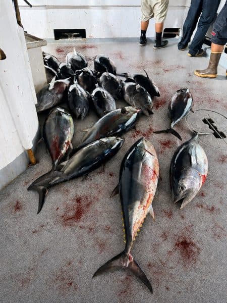 Spirit of Adventure lands 156 bluefin tuna on three-day trip