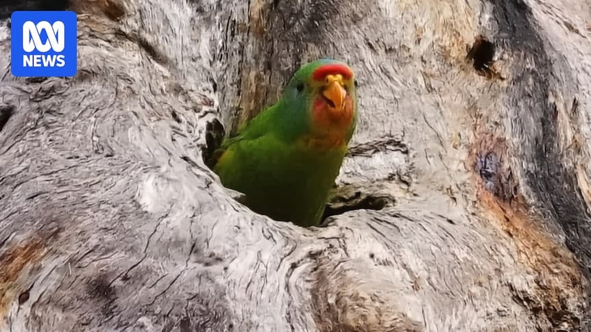 Logging continues to fragment Swift parrot breeding habitat in Tasmania