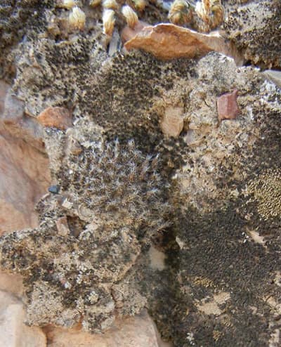 Why Southwest desert travelers should protect fragile soil crusts