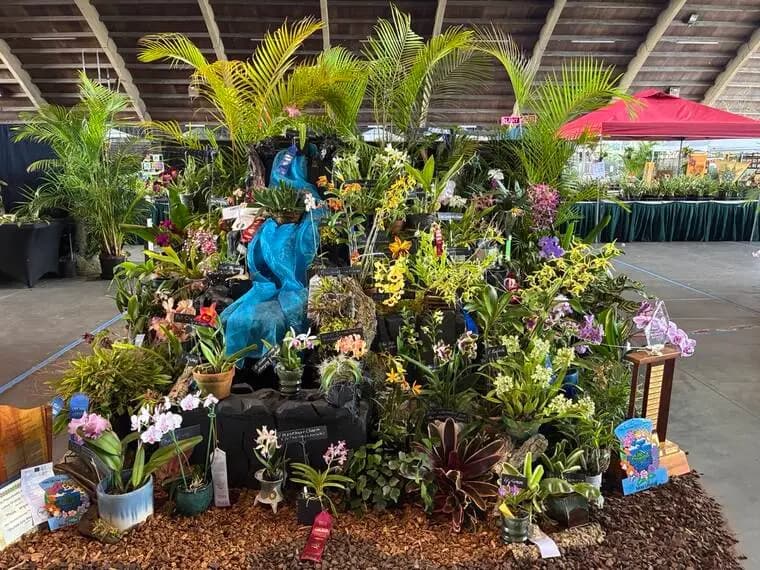 Hilo Orchid Show returns for 72nd year at stadium