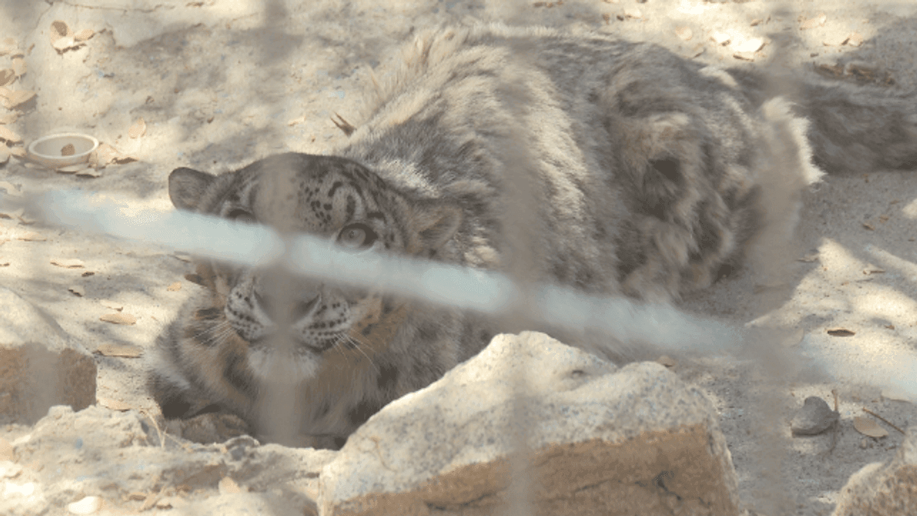 Fresno County cat haven monitors two snow leopards with Valley fever