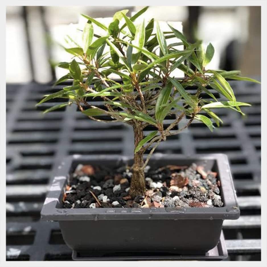 Minnesota Bonsai Society offers tropical beginner workshop for new growers