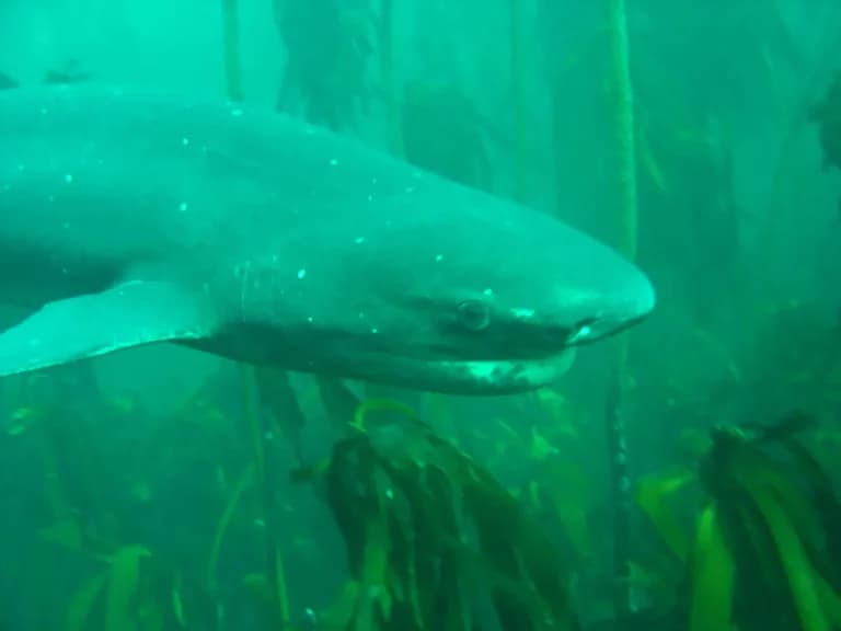 Tasmanian diver airlifted after suspected broadnose sevengill shark bite