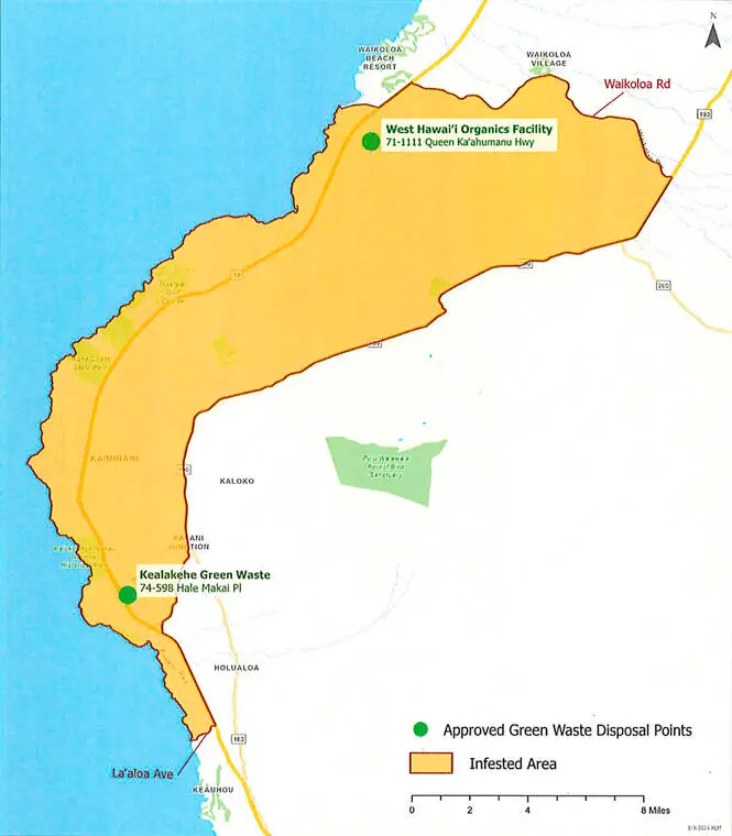 Concerns rise over invasive beetle threatening Big Island plants