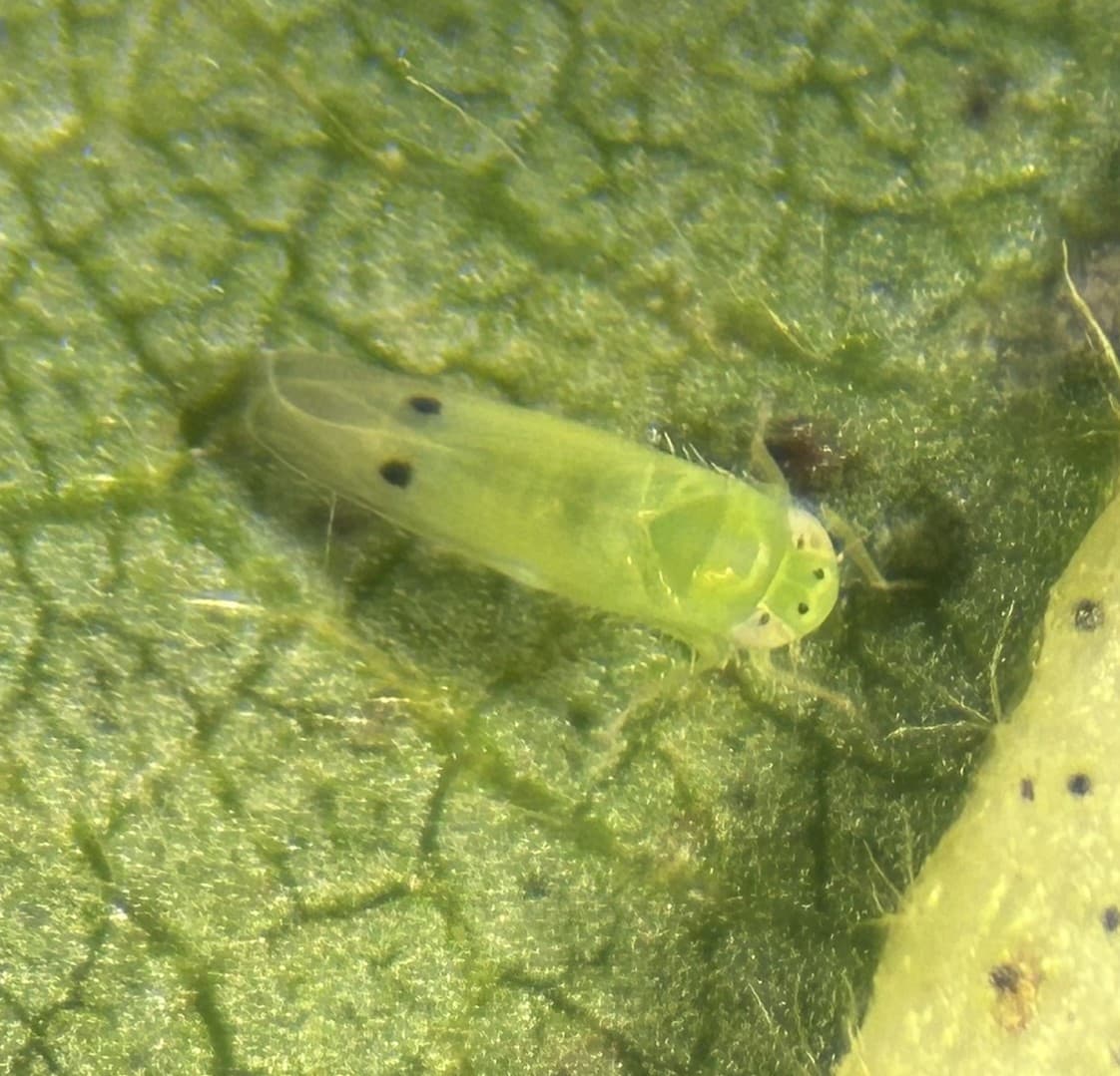 Cotton jassid found at Prattville experiment station, Alabama growers warned