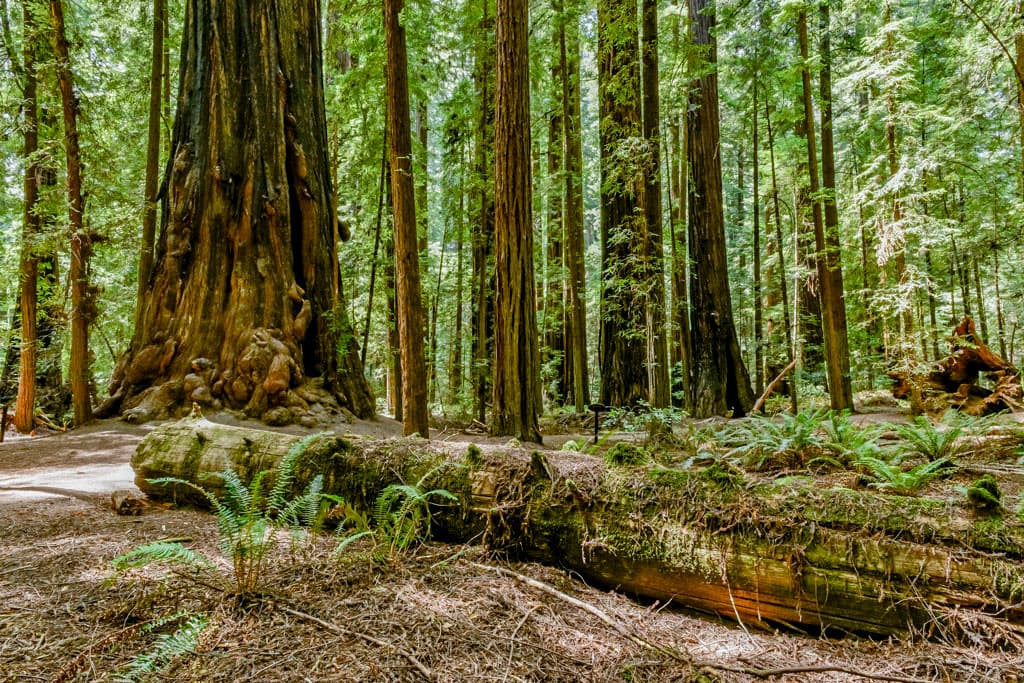 Humboldt Redwoods State Park shares summer hours and trail pet rules