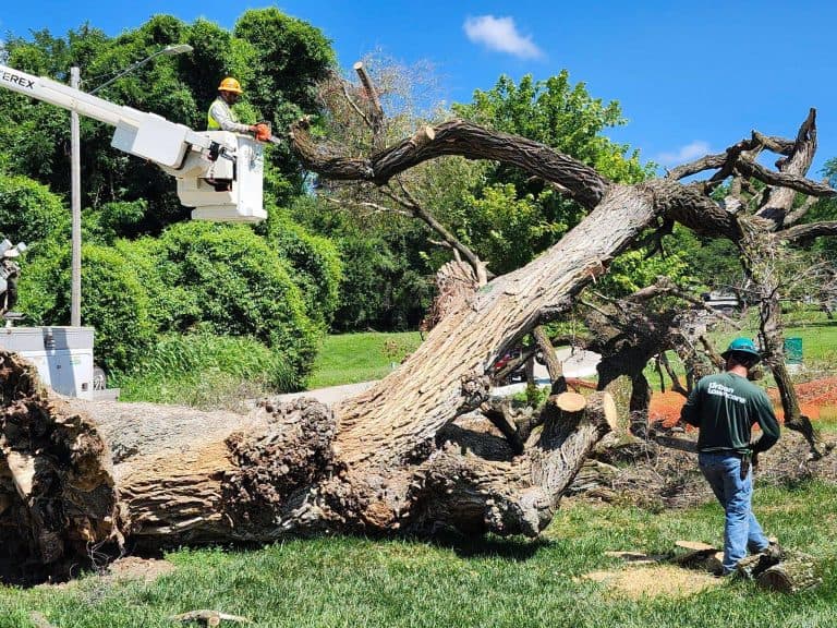 Atchison Art Association seeks designs for Soul Tree memorial