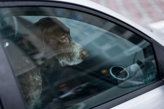 Douglas County warns against leaving pets in hot cars