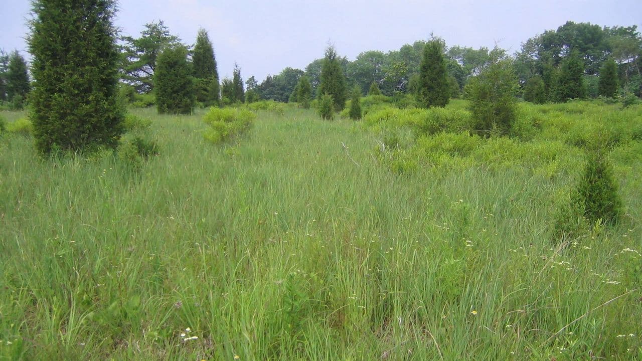 Plum Run Prairie named Ohio's newest state nature preserve