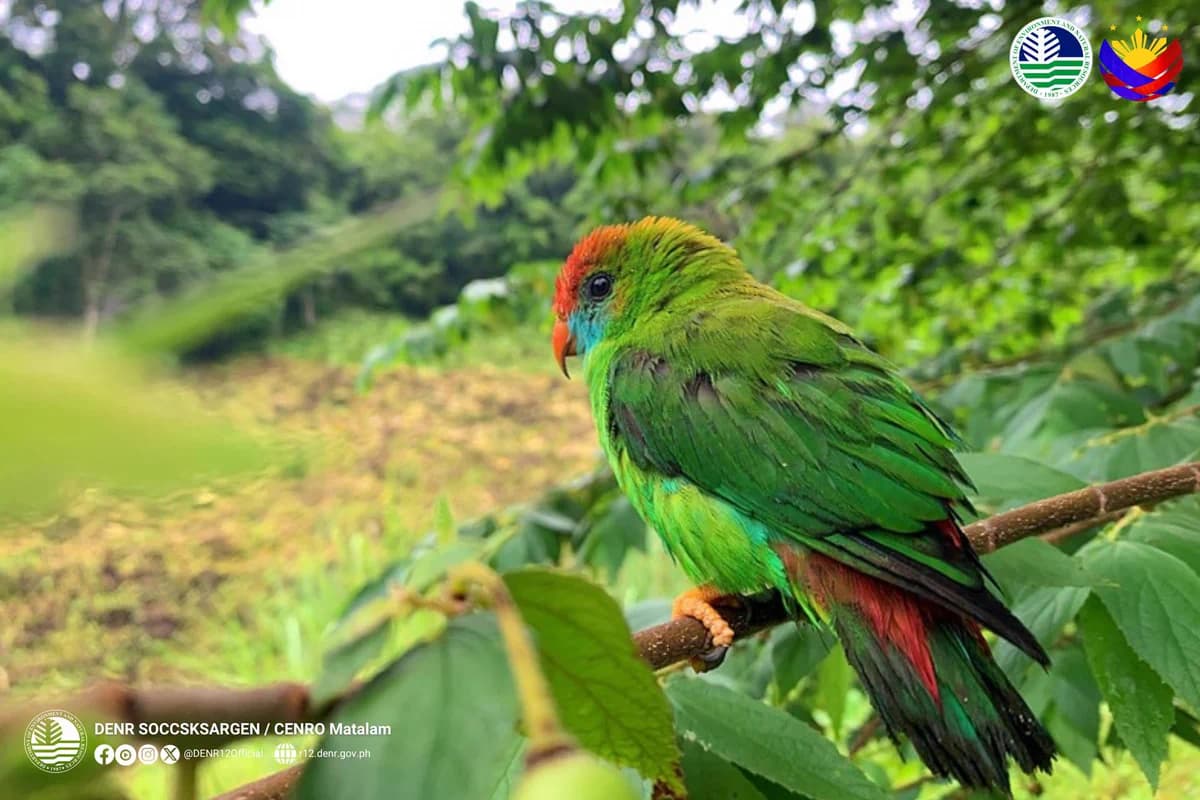 10 critically endangered Philippine hanging parrots returned to the wild