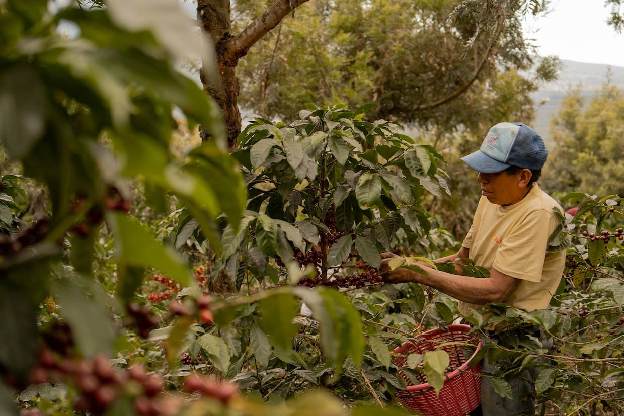 Coffee producers need institutions, not just traceability, to meet EU rules