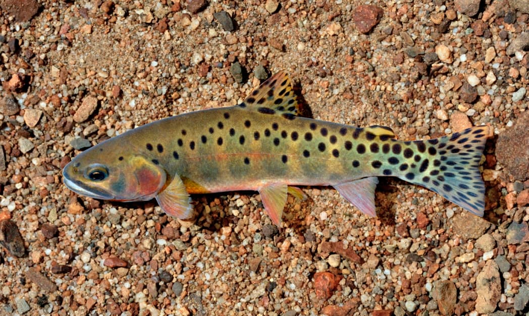Great Sand Dunes closes Lower Sand Creek for trout restoration work