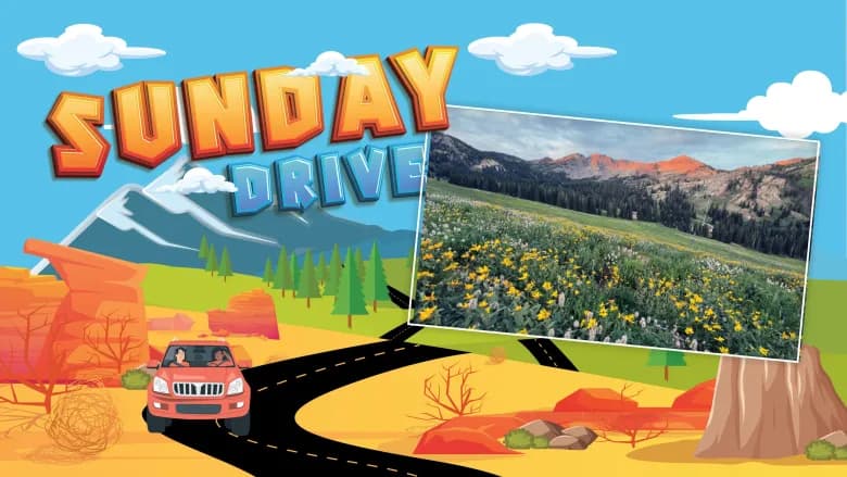 Summit County’s summer drive, where wildflowers rekindle memories