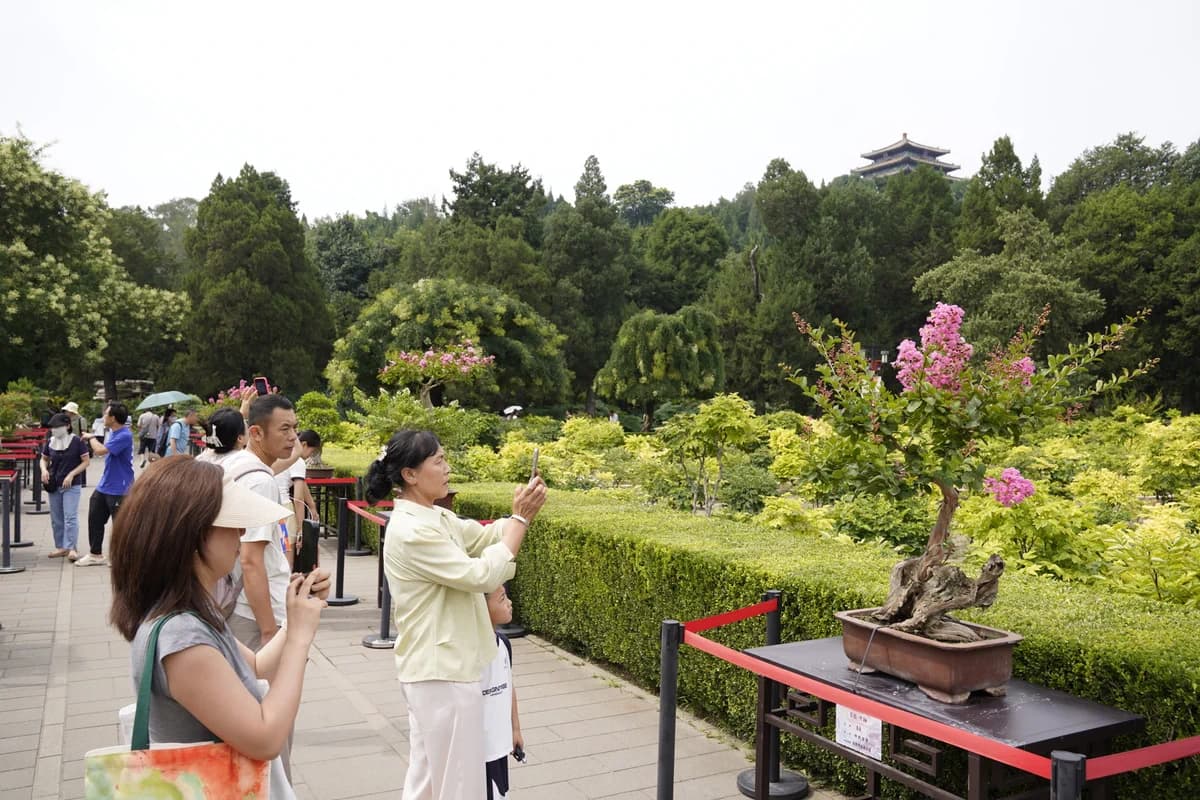 Beijing bonsai exhibition opens at Jingshan Park with 300 plants