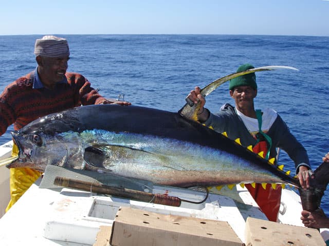 Cape Town yellowfin fishery offers prime offshore tuna action
