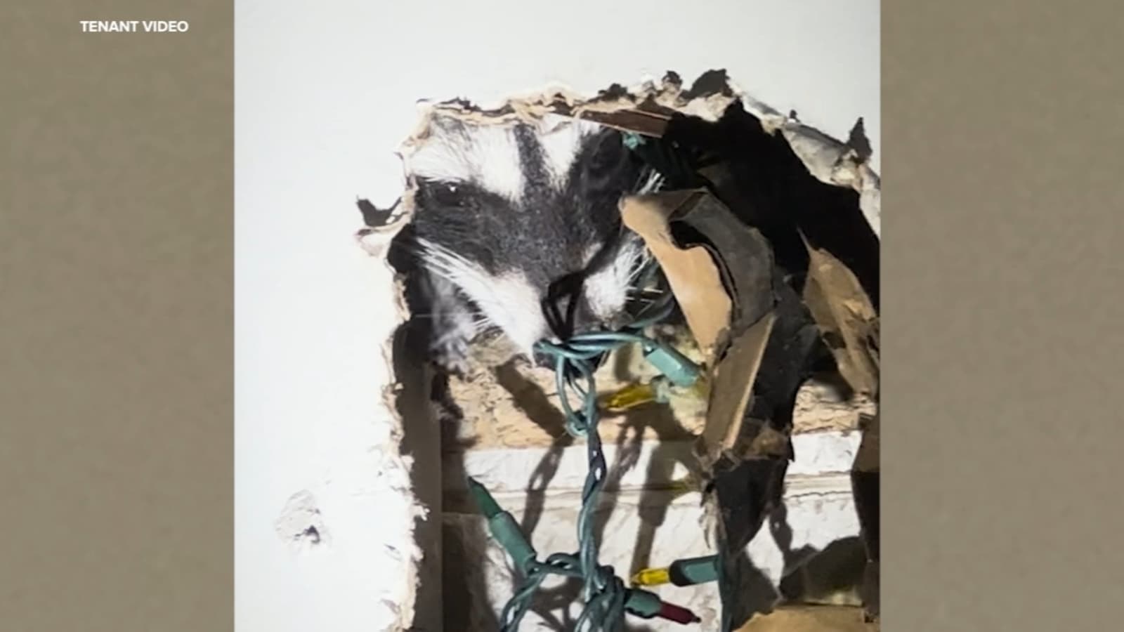 Raccoon gives birth inside San Francisco apartment wall, breaks into bedroom