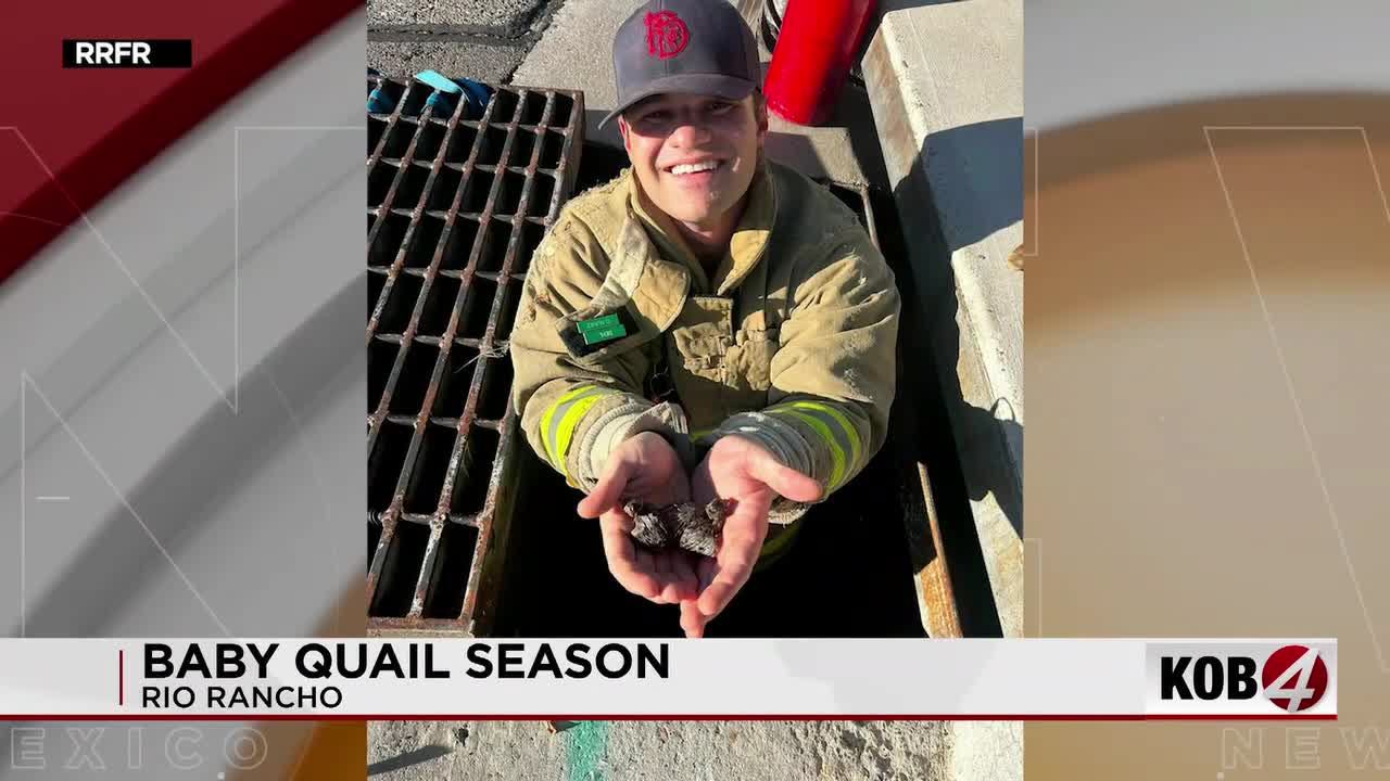 Rio Rancho firefighters urge residents to leave baby quail alone