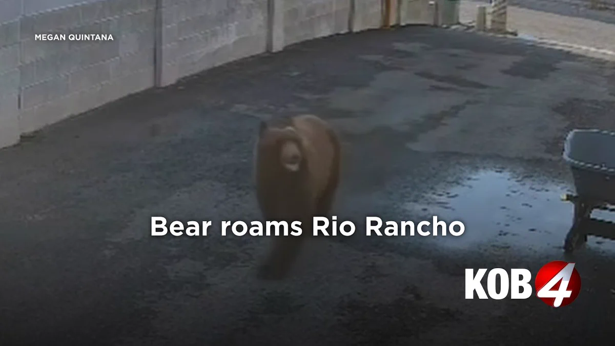 Bear roams Rio Rancho neighborhood, wildlife officials plan relocation