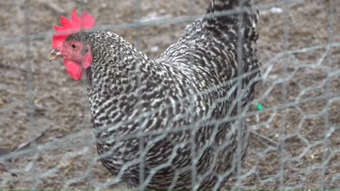 Suffield chicken farmer forced to cut flock under zoning rules