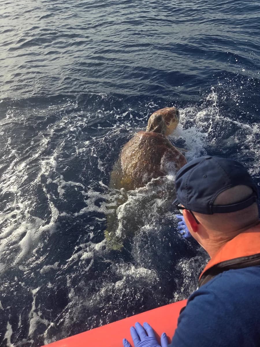 Coast Guard, Marathon Turtle Hospital rescue 450-pound sea turtle near Key West