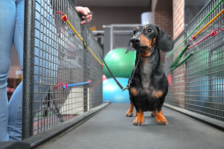 How treadmills can help hyperenergetic dogs get daily exercise