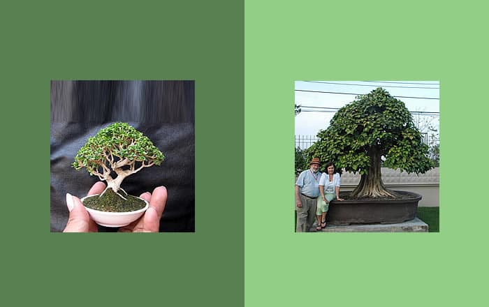 Bonsai size guide explains shohin, chuhin and dai by hand count