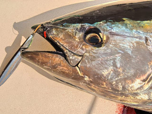 Small boat anglers can target summer Mid Atlantic bluefin tuna