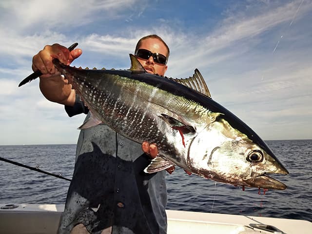 Late-season tuna reward long offshore runs to Tanner Bank