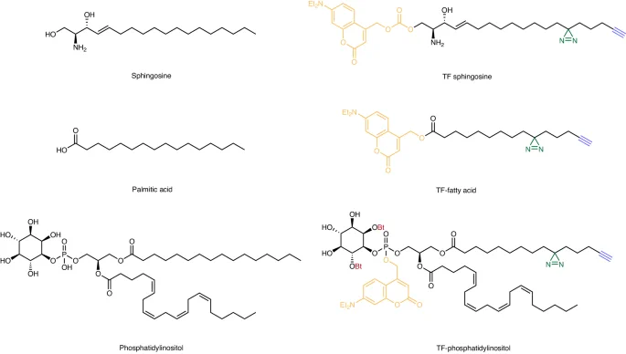 Nature Protocols unveils method to map lipid-protein interactions