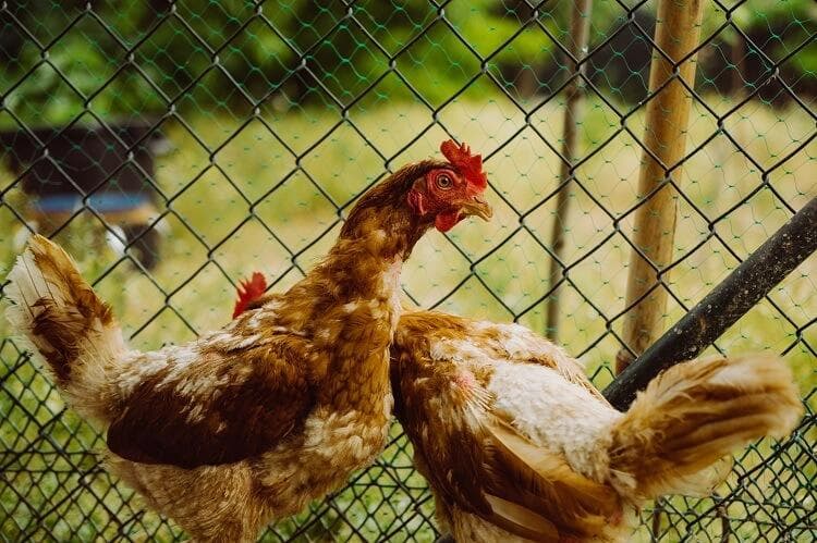When feather pecking in backyard chickens becomes cannibalism