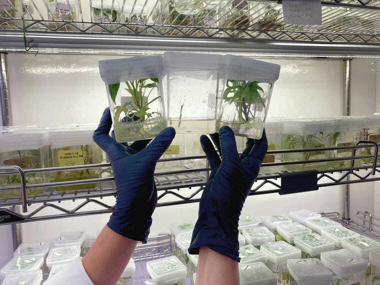 University of Hawaii lab helps Hamakua sweet potato farmers thrive