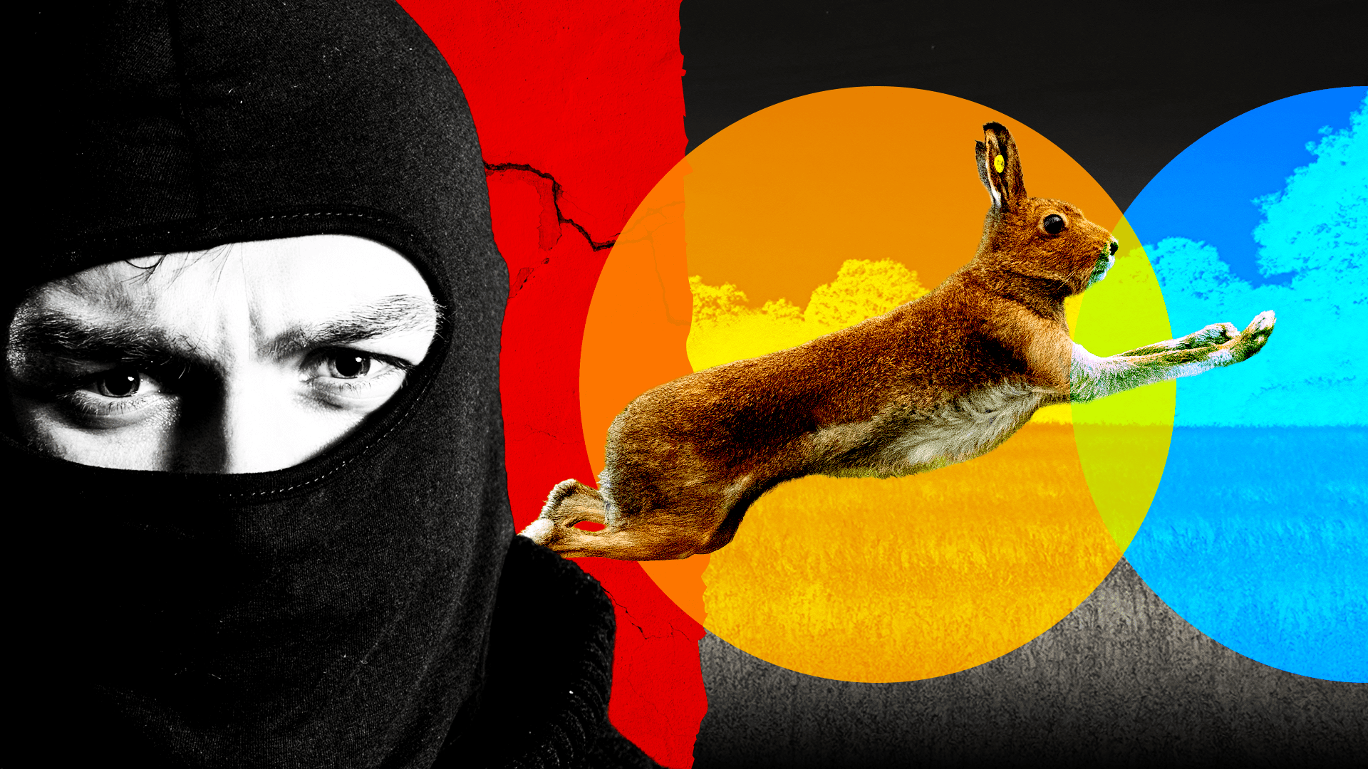 Banned hare coursing linked to violence, intimidation across rural UK