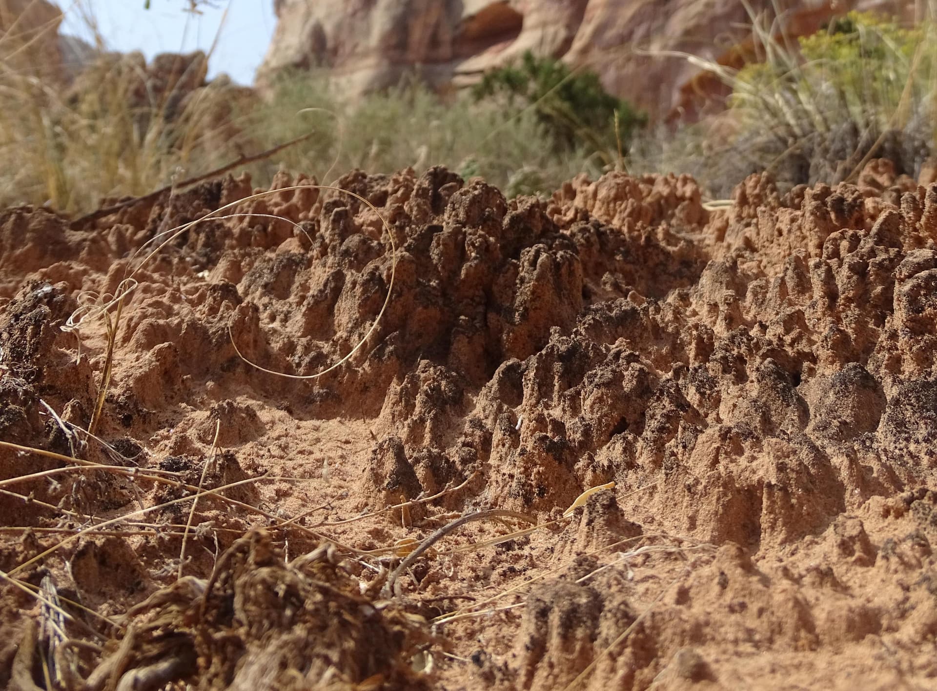 Why staying off desert soil crust protects Four Corners landscapes