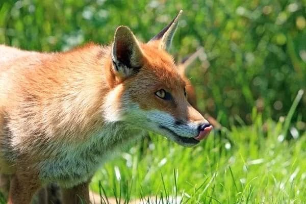 How to protect backyard chickens from common predators