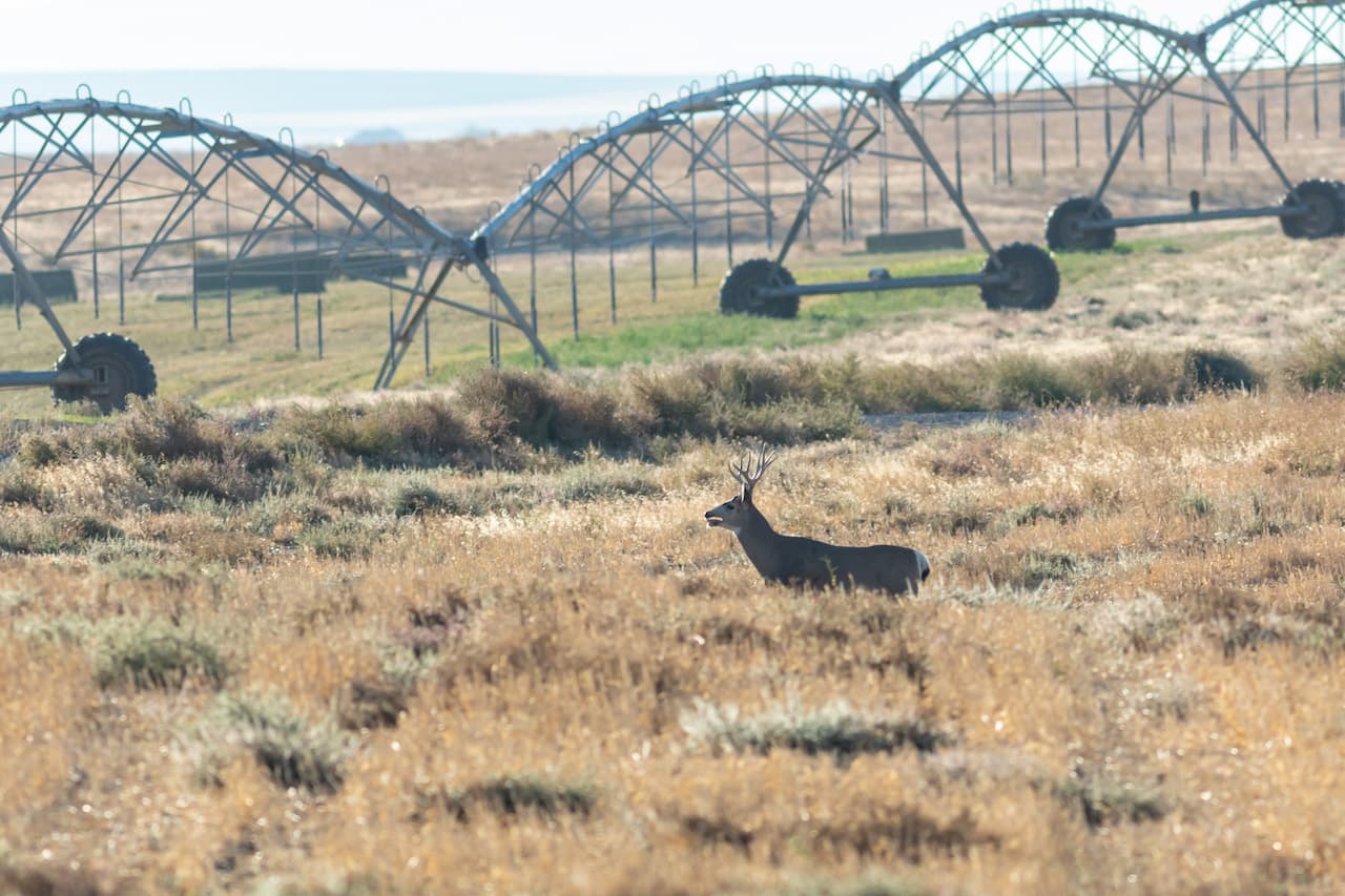 Public comment opens on Oregon’s 2027 big game rules