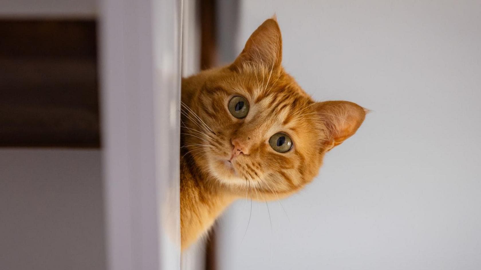 England’s new rental law reshapes pet-friendly housing searches