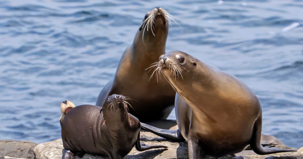 Federal officials investigate viral video of sea lion kicked in San Diego