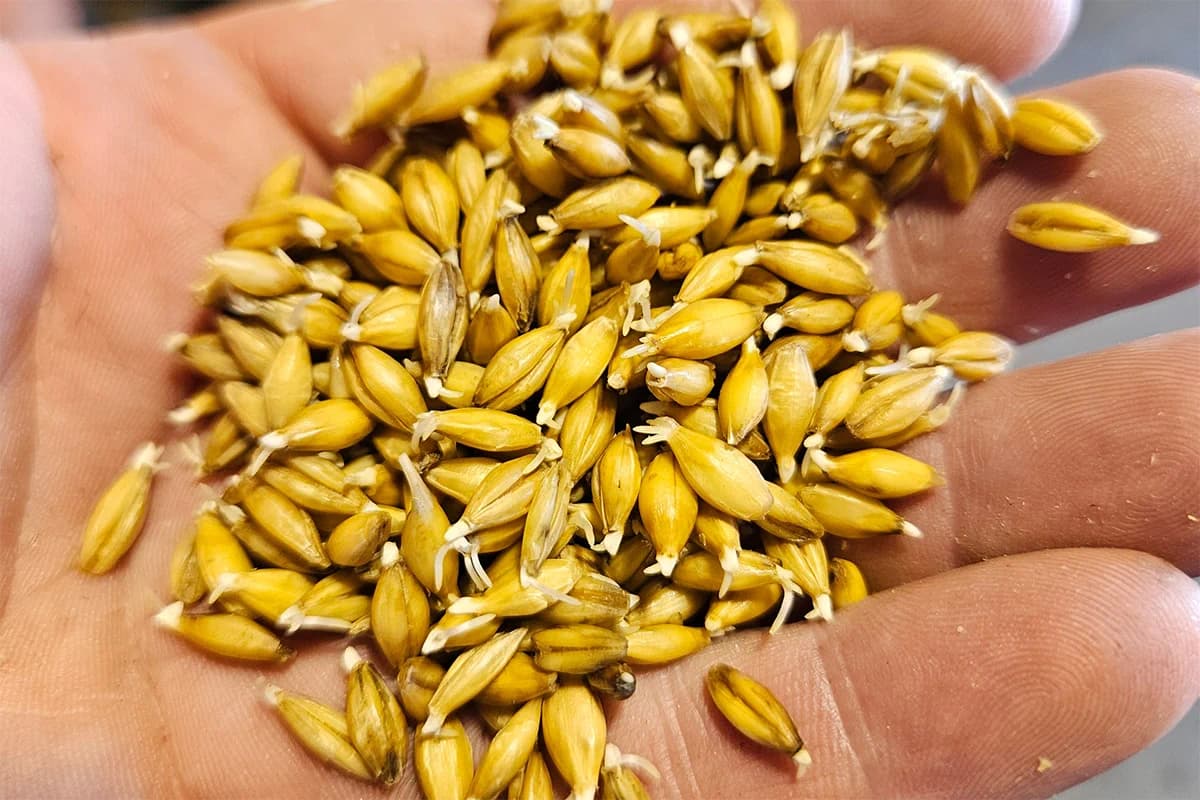 Rising malt prices push brewers toward local grain and fresh flavor